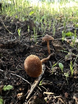  ( - HAY-F-002576)  @11 [ ] c (2023) Rudy Diaz Fungal Diversity Survey