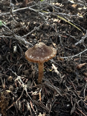  ( - HAY-F-002576)  @11 [ ] c (2023) Rudy Diaz Fungal Diversity Survey