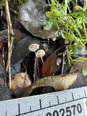  (Gymnopus sp. 13 KWH-2016 - HAY-F-002570)  @11 [ ] c (2023) Rudy Diaz Fungal Diversity Survey