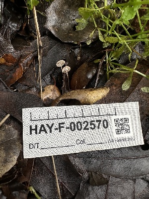  ( - HAY-F-002570)  @11 [ ] c (2023) Rudy Diaz Fungal Diversity Survey