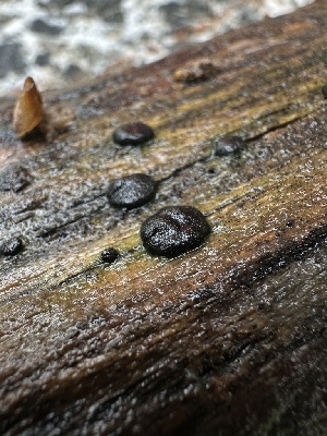  ( - HAY-F-002586)  @11 [ ] c (2023) Rudy Diaz Fungal Diversity Survey