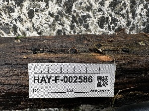  ( - HAY-F-002586)  @11 [ ] c (2023) Rudy Diaz Fungal Diversity Survey