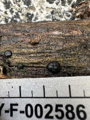  ( - HAY-F-002586)  @11 [ ] c (2023) Rudy Diaz Fungal Diversity Survey