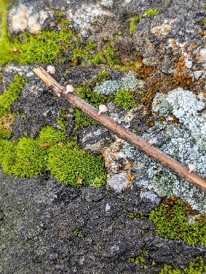  ( - HAY-F-002053)  @11 [ ] by-nc (2023) Stu Pickell Fungal Diversity Survey