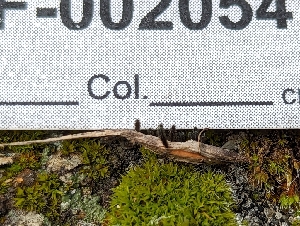  ( - HAY-F-002054)  @11 [ ] by-nc (2023) Stu Pickell Fungal Diversity Survey