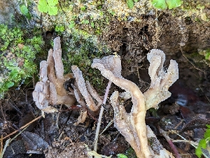 (Clavulina - HAY-F-002056)  @11 [ ] by-nc (2023) Stu Pickell Fungal Diversity Survey