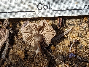  (Rhodocybe cistetorum - HAY-F-002060)  @11 [ ] by-nc (2023) Stu Pickell Fungal Diversity Survey