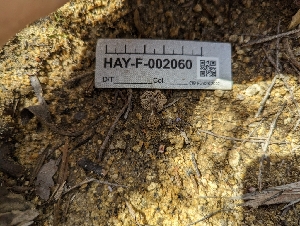  ( - HAY-F-002060)  @11 [ ] by-nc (2023) Stu Pickell Fungal Diversity Survey
