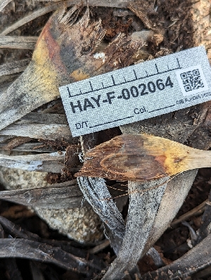  (Cistella sp. CA01 - HAY-F-002064)  @11 [ ] by-nc (2023) Stu Pickell Fungal Diversity Survey