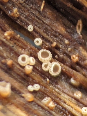 ( - HAY-F-002064)  @11 [ ] by-nc (2023) Stu Pickell Fungal Diversity Survey