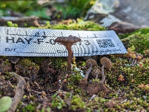  ( - HAY-F-002073)  @11 [ ] by-nc (2023) Stu Pickell Fungal Diversity Survey