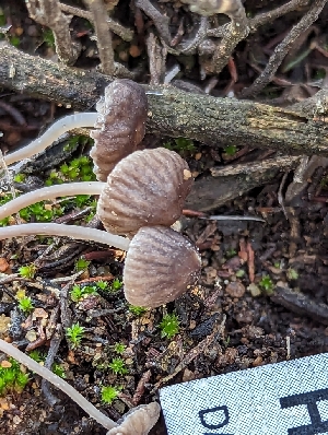  ( - HAY-F-002076)  @11 [ ] by-nc (2023) Stu Pickell Fungal Diversity Survey