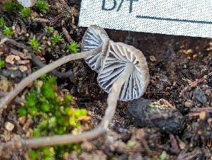  ( - HAY-F-002076)  @11 [ ] by-nc (2023) Stu Pickell Fungal Diversity Survey
