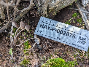  ( - HAY-F-002076)  @11 [ ] by-nc (2023) Stu Pickell Fungal Diversity Survey