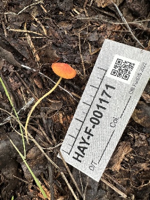  ( - HAY-F-001171)  @11 [ ] by-nc (2023) Aaron Tupac Fungal Diversity Survey