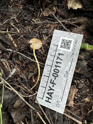  ( - HAY-F-001171)  @11 [ ] by-nc (2023) Aaron Tupac Fungal Diversity Survey