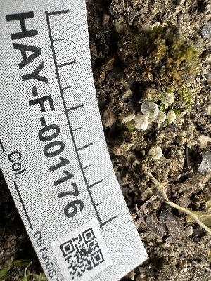  ( - HAY-F-001176)  @11 [ ] by-nc (2023) Aaron Tupac Fungal Diversity Survey