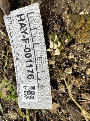  ( - HAY-F-001176)  @11 [ ] by-nc (2023) Aaron Tupac Fungal Diversity Survey