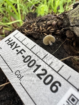  (Simocybe sp. haustellaris-CA03 - HAY-F-001206)  @11 [ ] by-nc (2023) Aaron Tupac Fungal Diversity Survey