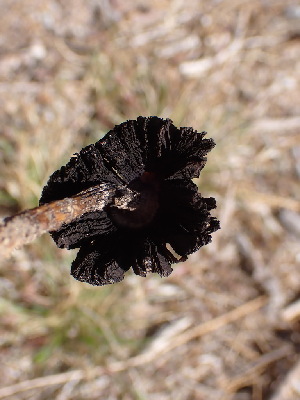  (Montagnea sp. CA01 - HAY-F-001851)  @11 [ ] by-nc (2023) Sadie Hickey Fungal Diversity Survey