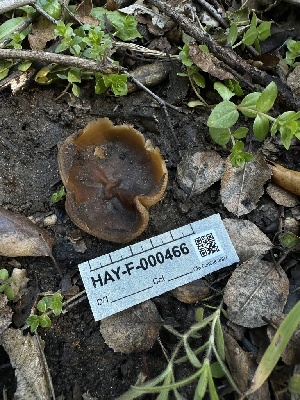  ( - HAY-F-000466)  @11 [ ] c (2023) Rudy Diaz Fungal Diversity Survey