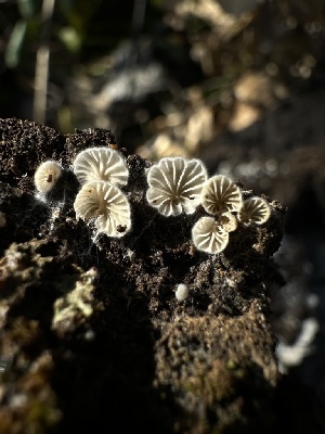  ( - HAY-F-000461)  @11 [ ] c (2023) Rudy Diaz Fungal Diversity Survey