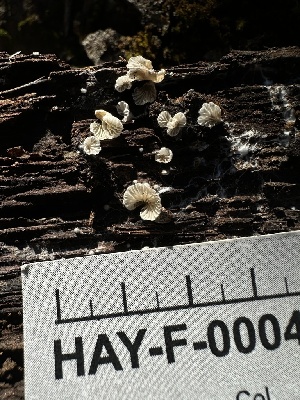  ( - HAY-F-000461)  @11 [ ] c (2023) Rudy Diaz Fungal Diversity Survey