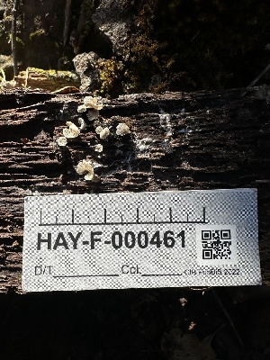  ( - HAY-F-000461)  @11 [ ] c (2023) Rudy Diaz Fungal Diversity Survey