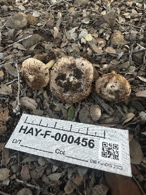  ( - HAY-F-000456)  @11 [ ] c (2023) Rudy Diaz Fungal Diversity Survey