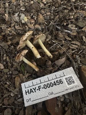  ( - HAY-F-000456)  @11 [ ] c (2023) Rudy Diaz Fungal Diversity Survey