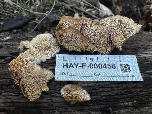  ( - HAY-F-000458)  @11 [ ] c (2023) Rudy Diaz Fungal Diversity Survey