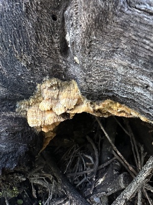  ( - HAY-F-000458)  @11 [ ] c (2023) Rudy Diaz Fungal Diversity Survey