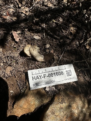  ( - HAY-F-001608)  @11 [ ] c (2023) Rudy Diaz Fungal Diversity Survey
