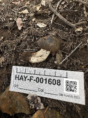  ( - HAY-F-001608)  @11 [ ] c (2023) Rudy Diaz Fungal Diversity Survey