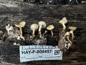  ( - HAY-F-000457)  @11 [ ] c (2023) Rudy Diaz Fungal Diversity Survey