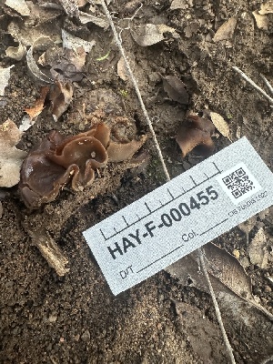  ( - HAY-F-000455)  @11 [ ] c (2023) Rudy Diaz Fungal Diversity Survey