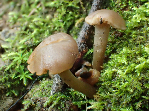  (Dermoloma sp. CA02 - HAY-F-006138)  @11 [ ] by-nc (2023) Dean Lyons Fungal Diversity Survey