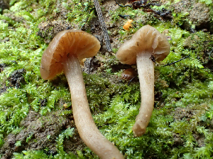  ( - HAY-F-006138)  @11 [ ] by-nc (2023) Dean Lyons Fungal Diversity Survey