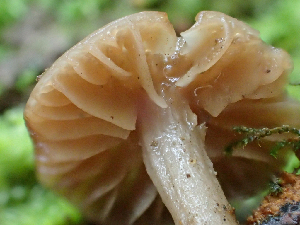  ( - HAY-F-006138)  @11 [ ] by-nc (2023) Dean Lyons Fungal Diversity Survey