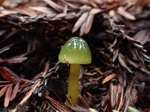  ( - HAY-F-001921)  @11 [ ] by-nc (2023) Sadie Hickey Fungal Diversity Survey