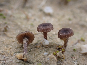  ( - HAY-F-001943)  @11 [ ] by-nc (2023) Sadie Hickey Fungal Diversity Survey