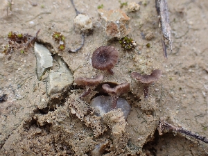  ( - HAY-F-001943)  @11 [ ] by-nc (2023) Sadie Hickey Fungal Diversity Survey