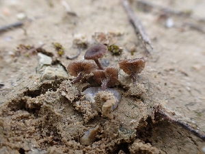  (Arrhenia sp. CA05 - HAY-F-001943)  @11 [ ] by-nc (2023) Sadie Hickey Fungal Diversity Survey