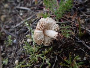  (Leucoinocybe - HAY-F-001811)  @11 [ ] by-nc (2023) Sadie Hickey Fungal Diversity Survey