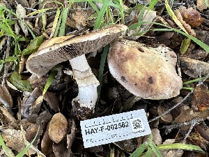  (Agaricus - HAY-F-002582)  @11 [ ] c (2023) Rudy Diaz Fungal Diversity Survey