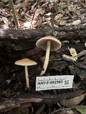  ( - HAY-F-002593)  @11 [ ] c (2023) Rudy Diaz Fungal Diversity Survey