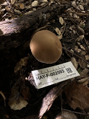  ( - HAY-F-002593)  @11 [ ] c (2023) Rudy Diaz Fungal Diversity Survey
