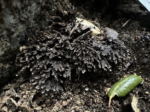  ( - HAY-F-002585)  @11 [ ] c (2023) Rudy Diaz Fungal Diversity Survey