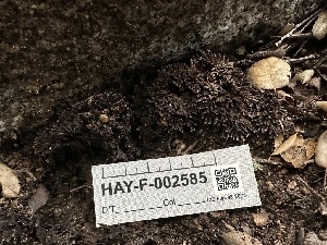  ( - HAY-F-002585)  @11 [ ] c (2023) Rudy Diaz Fungal Diversity Survey