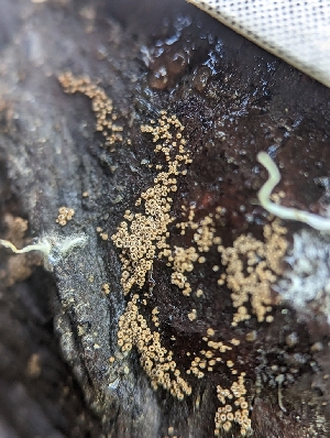  ( - HAY-F-002091)  @11 [ ] by-nc (2023) Stu Pickell Fungal Diversity Survey